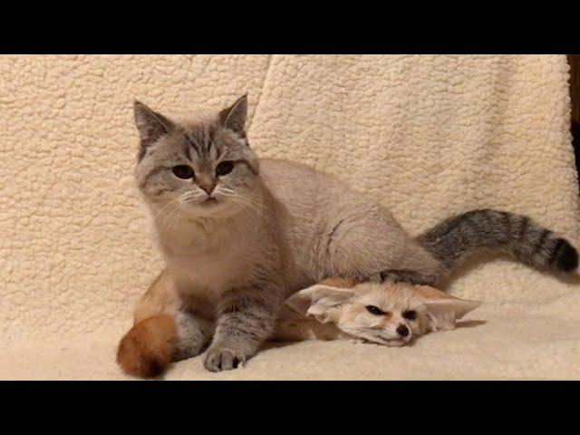 Fennec Fox And Cat Are Best Of Friends