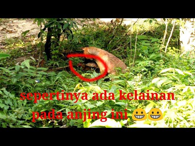 viral#tertangkap kamera ayam n anjing kawin memang dunia sudah tua