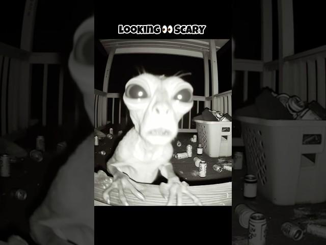 Skinwalker in Animals Disguise  #facts #animalfacts #scary #shortsfeed #ytshorts #cute