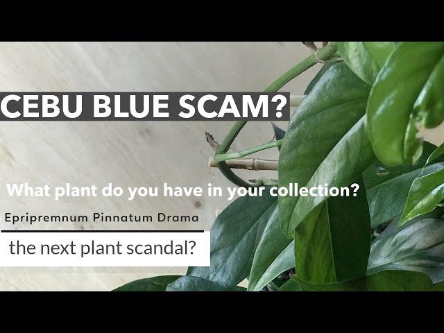 CEBU BLUE Scam? / Do you own Epipremnum pinnatum OR Epipremnum pinnatum Cebu Blue?