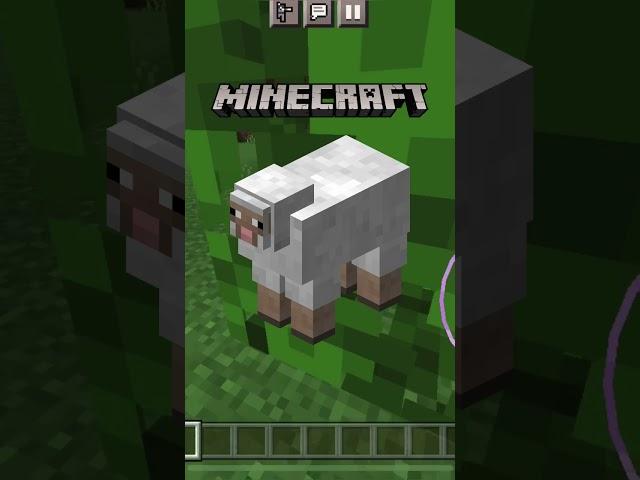 ГОЛАЯ ОВЦА ИЗ МАЙНКРАФТ СУЩЕСТВУЕТ В РЕАЛЬНОЙ ЖИЗНИ #minecraft #shorts