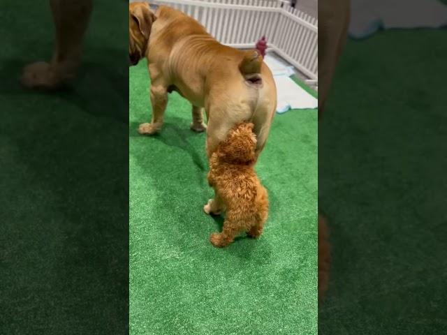 Mini Golden Doodle Puppy  Humps Boerboel Non stop‼️