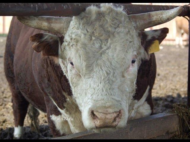 Лучшие в мясном скотоводстве - хозяйства "Колос" и "Лебяжье" Алтайского края