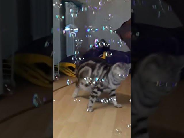 Funny kitten playing with bubbles  Happy Sunday everyone! 