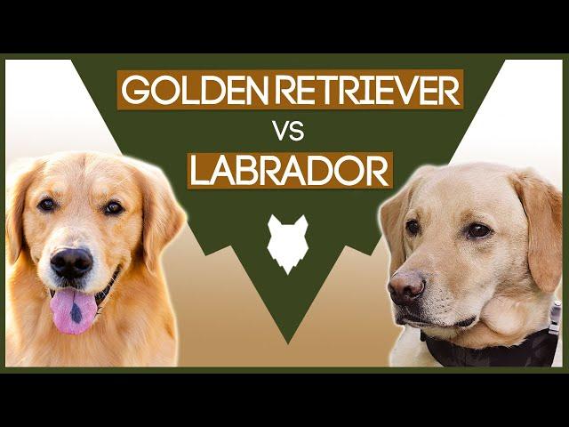 LABRADOR VS GOLDEN RETRIEVER! What's the Difference!?