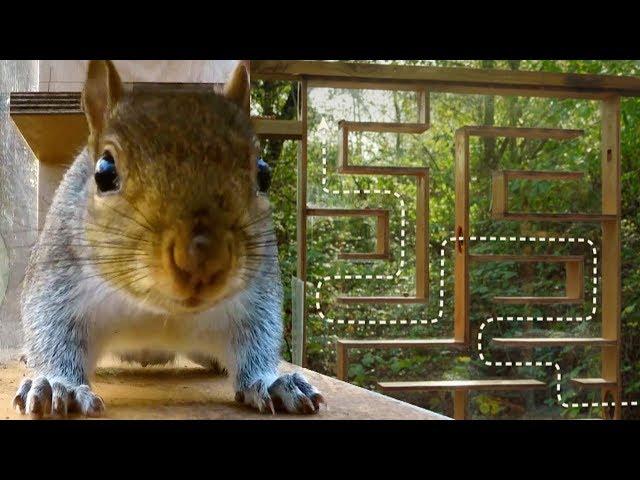 Can Squirrels Solve Mazes? | Earth Unplugged