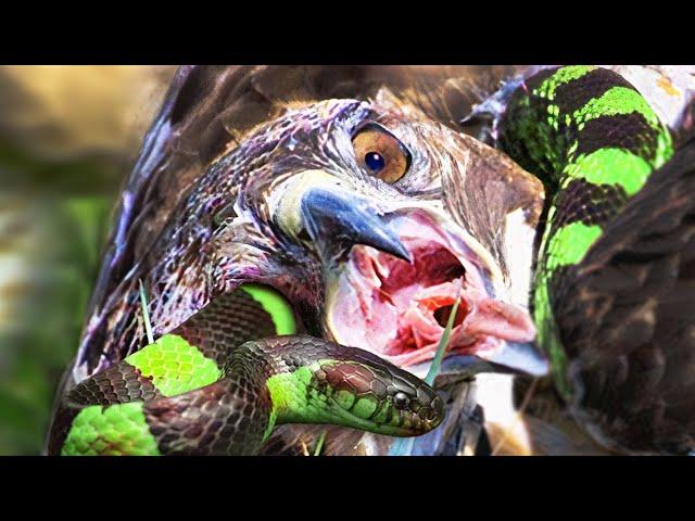 This is how King Cobra Uses Its Wrath To Revenge On King Of Sky For Harming Its Family