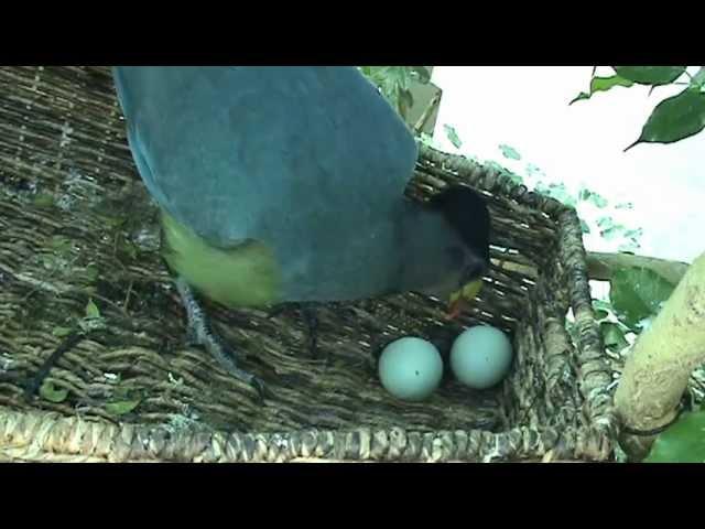 Turaco Hatching at Nashville Zoo