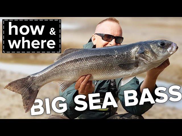 How & Where to catch Big Sea Bass. Seabass Fishing Ireland.(2020).