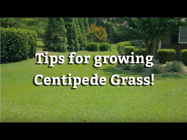 Growing Centipede Grass - Warm Season Turf Tips