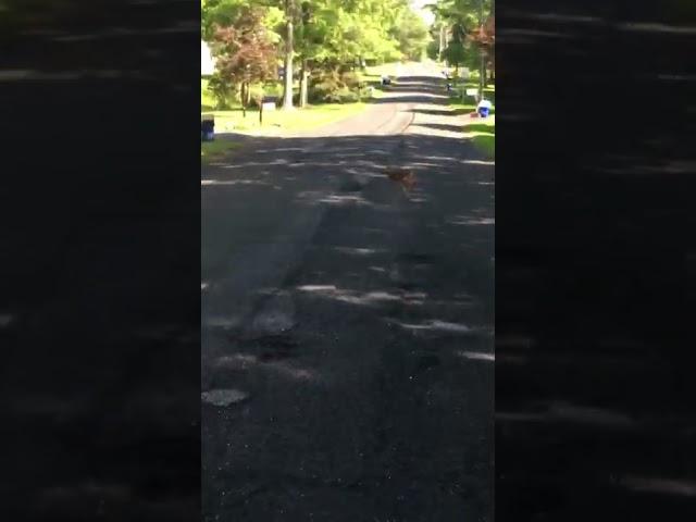 BABY DEER