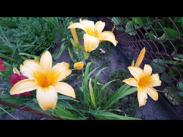 Лилейник Атен . Hemerocallis Aten .