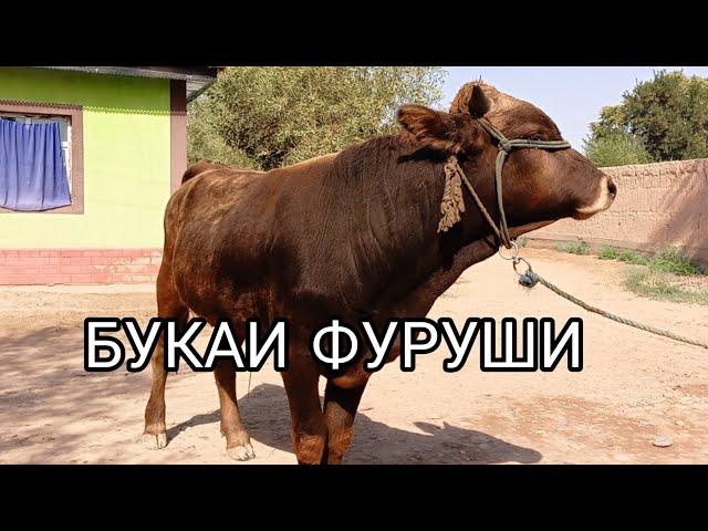 ЯК САР БУКАИ ШВЕТЕ ФУРУШИ