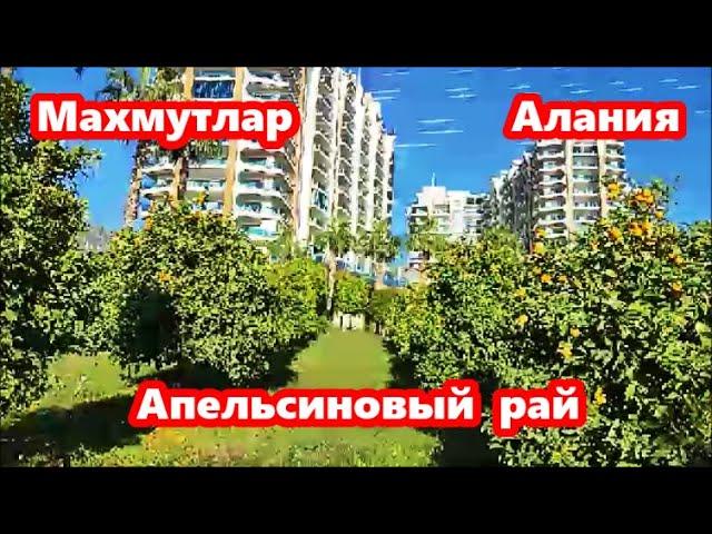 Алания. Прогулка по  Махмутлару (Mahmutlar). Комплекс Азура Парк (Azura Park). Аланья