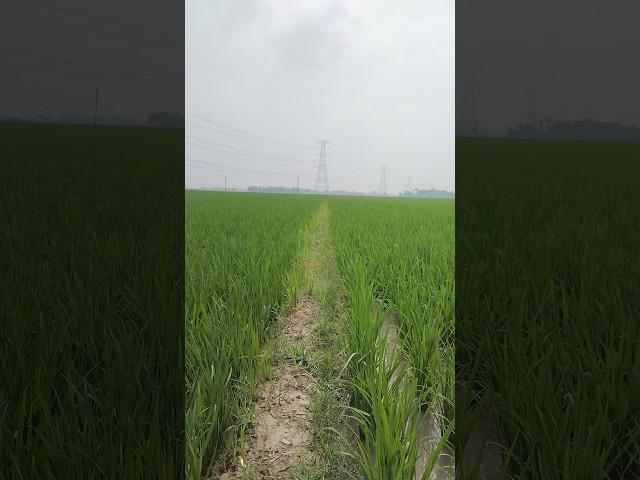 #agriculture #bengalivillagevlog #trendingshorts #nature#naturelovers #india#independenceday