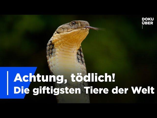 Tödliche Tiere - Die gefährlichsten Gifte der Welt | Ganze Doku