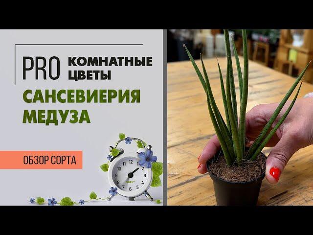 Сансевиерия Медуза. Обзор сорта комнатного растения.