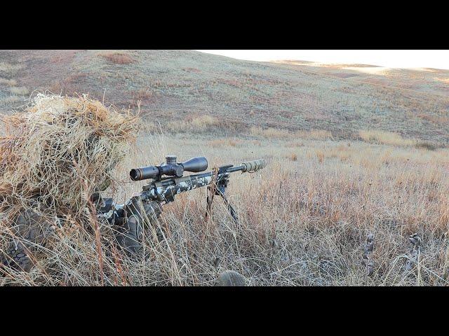 Watch Coyotes Get Sniped with the 22 CREED and 22-250.  Awesome 4K Footage.  PHS: HR-Duex