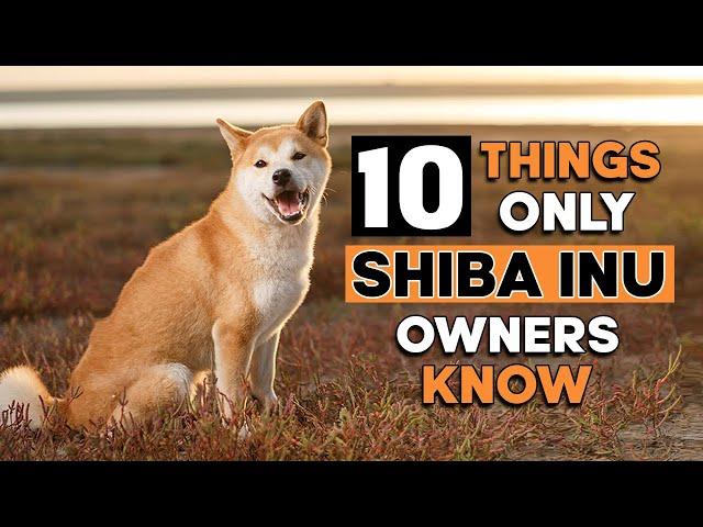 10 Hilarious Things Only Shiba Inu Dog Owners Understand