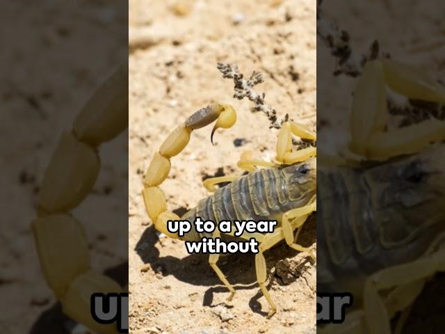 Scorpion Secrets: 3 Fascinating Facts  #facts #animals #curiouscreatures #scorpion