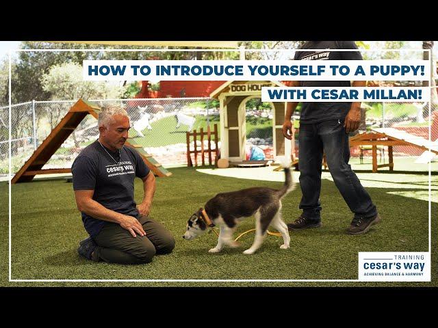 HOW TO INTRODUCE YOURSELF TO A PUPPY | DOG TIPS