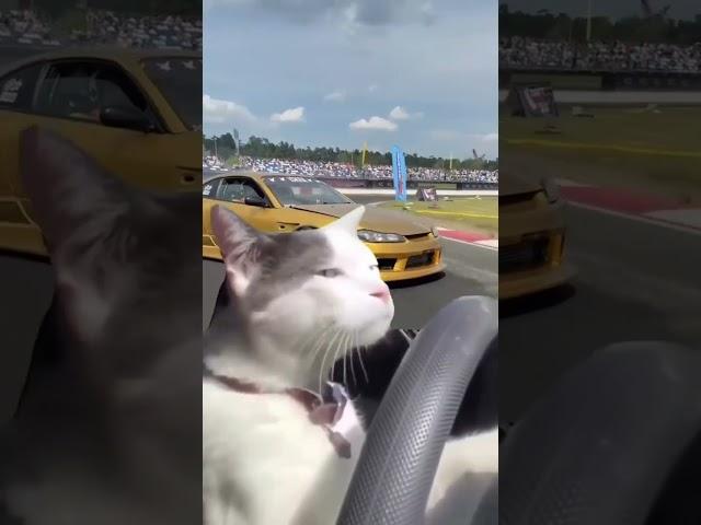 Drift yapan kedi 