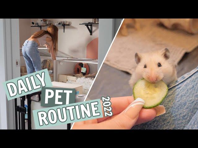 Daily Pet Routine 2022