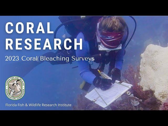 Coral Research: Disturbance Response Monitoring