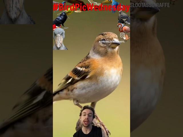 #birdpicwednesday 5/21/25 Brambling #birds #animals #cute #funny