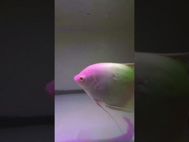 Giant Gourami 8 Inches