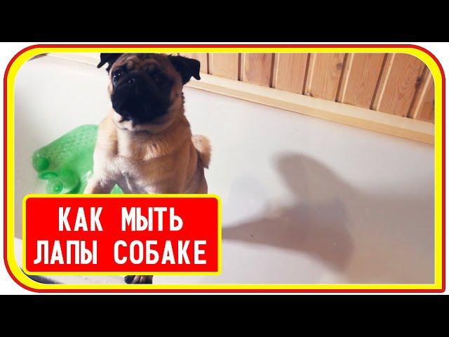 Мопс после прогулки, как мыть лапы, еда для щенка породы мопс.