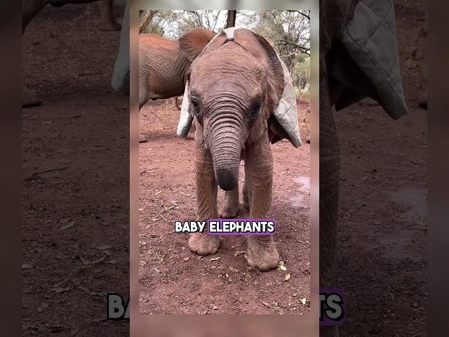 8 Animal Facts That Will Expand Your Knowledge!