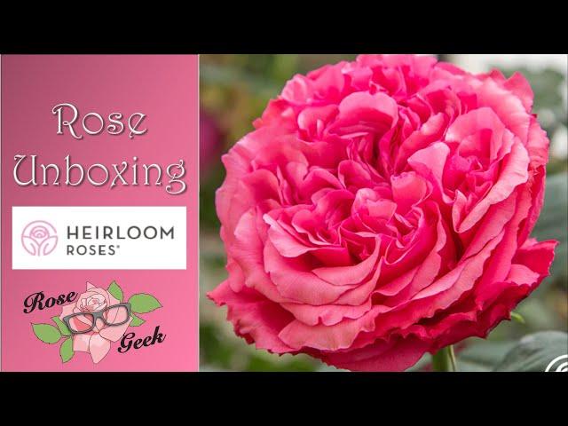 Heirloom Roses Unboxing (Giveaway closed)/ Ludwig and Meilland