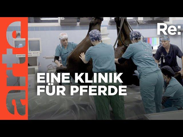 Patient Pferd im OP | ARTE Re: