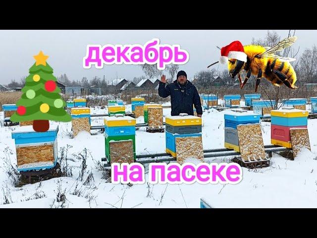 Зимовка пчёл! Результаты сезона 2024 на пасеке! Пчеловодство!