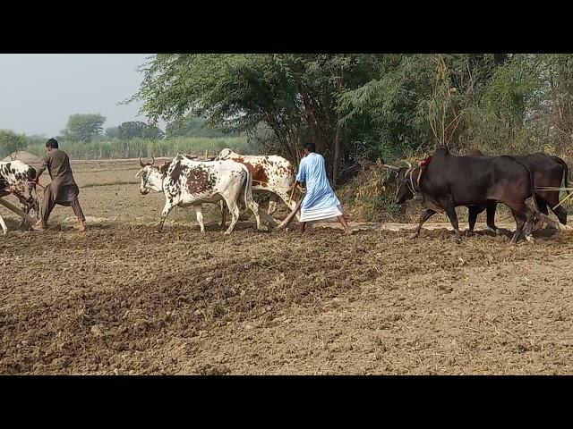 Farmers ploughing in the field with bulls |Full interesting video |Village info