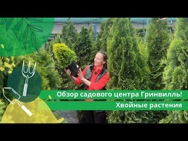 Обзор садового центра Гринвилль! Хвойные растения