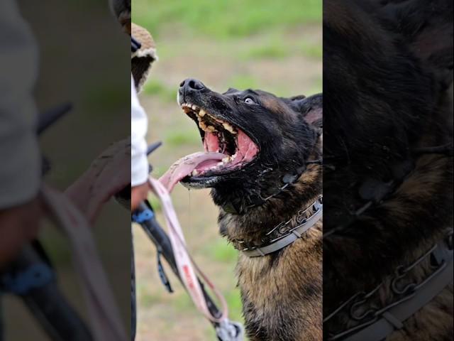 Top 6 Most deadliest and fearless dogs in the world  #shorts