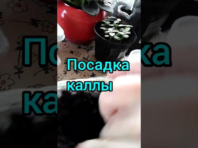 Посадка клубней каллы