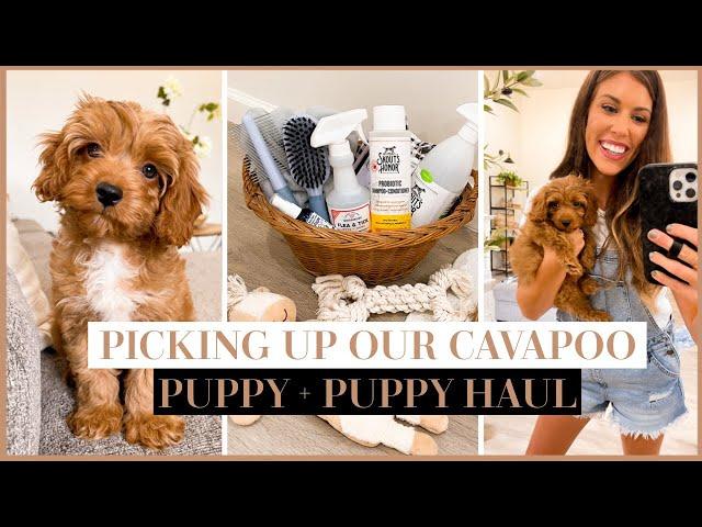 PICKING UP OUR NEW CAVAPOO PUPPY + NEW PUPPY ESSENTIALS HAUL