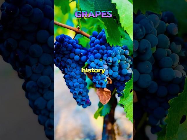 Facts about Grapes #facts #fruits #foods #shorts #shortvideo #grapes