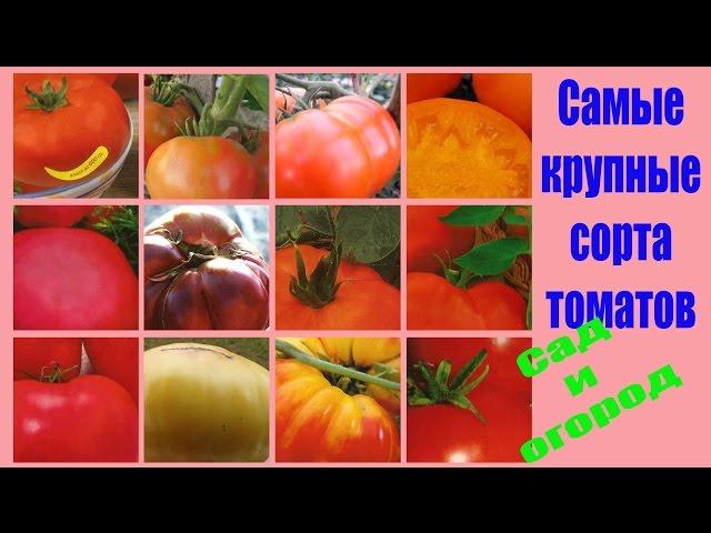 Самые крупные сорта томатов. Сад и огород выпуск 145