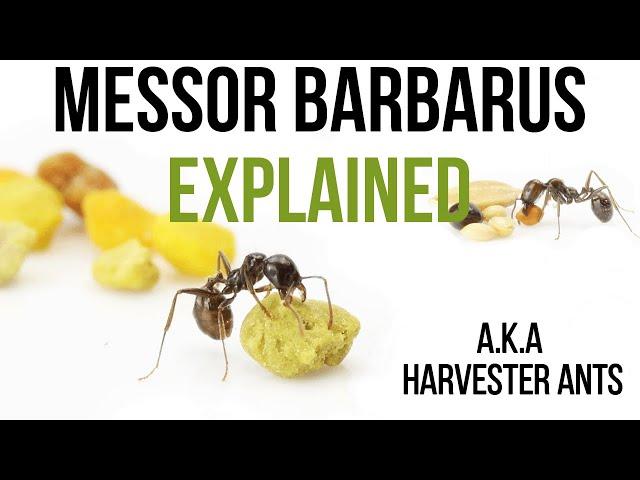 Harvester ants Messor barbarus, we feed the seed of your curiosity!