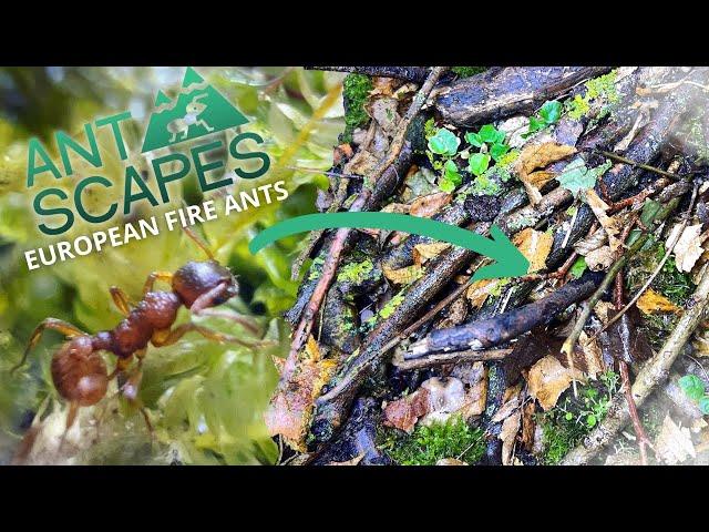 Finding Ants & Making Them A New Home | How To Make A Vivarium | How To Make Setup For Myrmica Sp