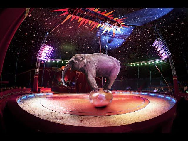 «Московский Цирк- Moscow Circus» - Всемирный фестиваль циркового искусства 2024