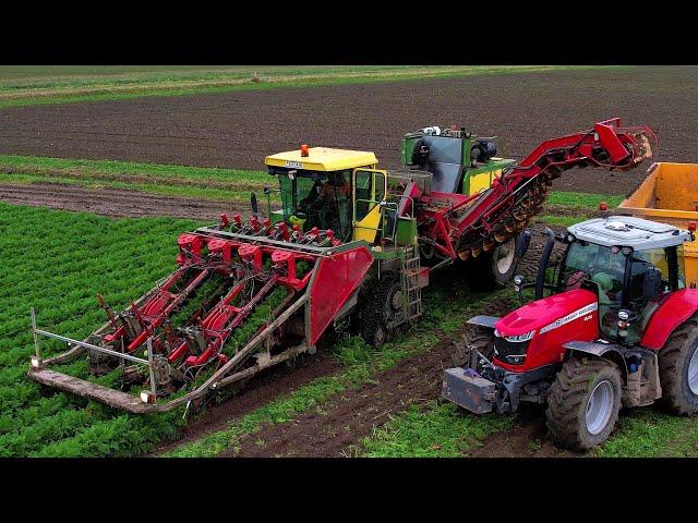 Wortels rooien | Harvesting carrots | Möhren roden | Riecam | Massey Ferguson | Dewulf | Oogst 2024