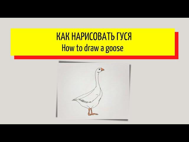 Как нарисовать гуся - How to draw a goose