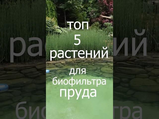 ТОП-5 РАСТЕНИЙ для биофильтра пруда которые подойдут для центральной России  #биоФильтрПруда