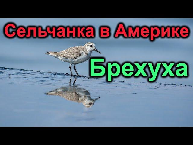 Сельчанка в Америке. Корона жмет