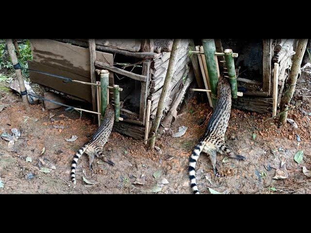 Create amazing bamboo trap to catch civet eat chicken in the Garden good results